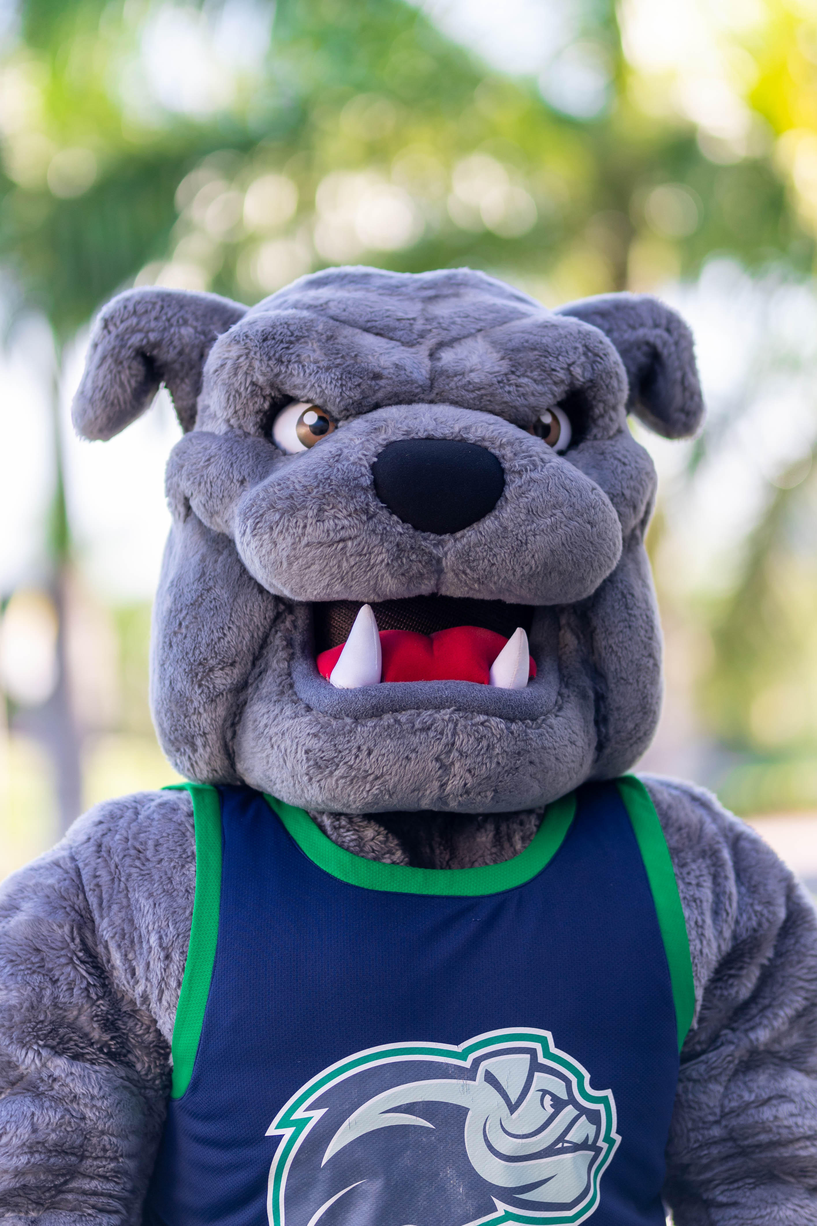 Gyrene Spirit Collection